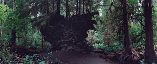 Chrystel Lebas, Regarding Forests, Hoh Rain Forest #43, Olympic National Park, 2019