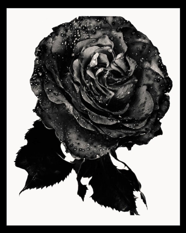 Exclusive Editions, Nick Knight, Black Rose, 2012