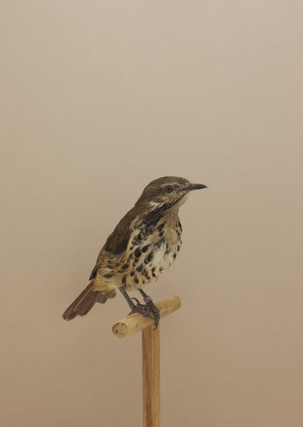 Luke Stephenson, Spotted Palm-Thrush #1, 2016