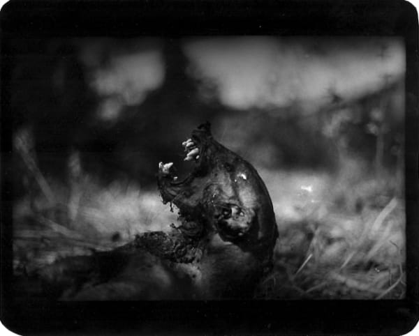 Giacomo Brunelli, Badger Teeth, 2005-2009