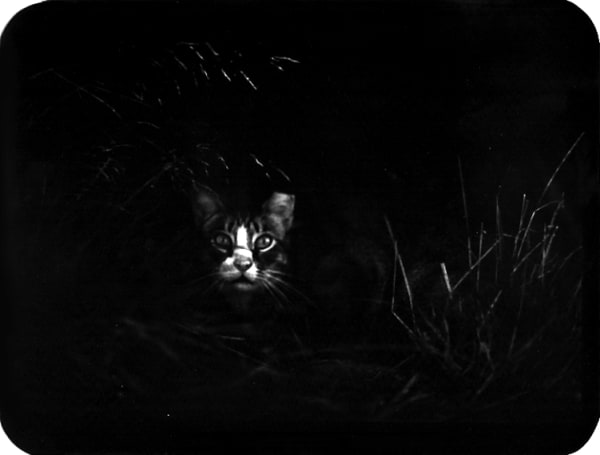 Giacomo Brunelli, Cat in the Bush, 2005-2009