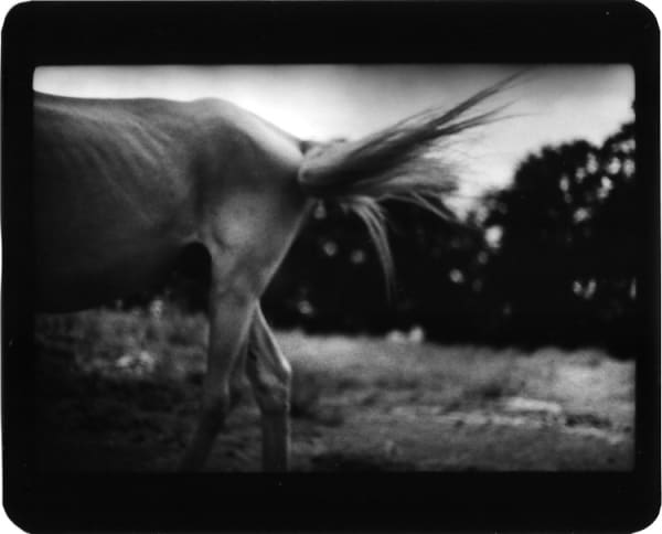 Giacomo Brunelli, Horse Flicking Tail, 2005-2009