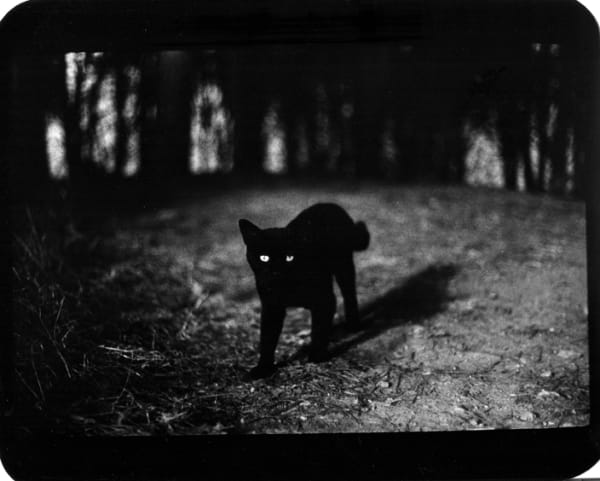 Giacomo Brunelli, Cat Pinewood, 2005-2009