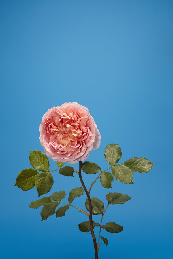 Luke Stephenson, Jubilee Celebration, 2018