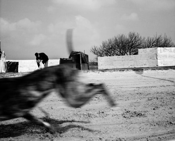 Chris Steele-Perkins, Greyhound race, County Durham, 2002