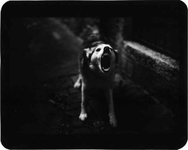 Giacomo Brunelli, Barking Dog, 2005-2009
