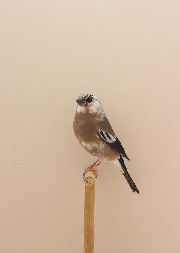 Luke Stephenson, Bullfinch #6 (Pied Hen), 2017