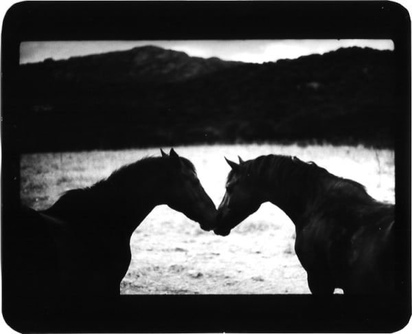 Giacomo Brunelli, Horses Kissing, 2005-2009