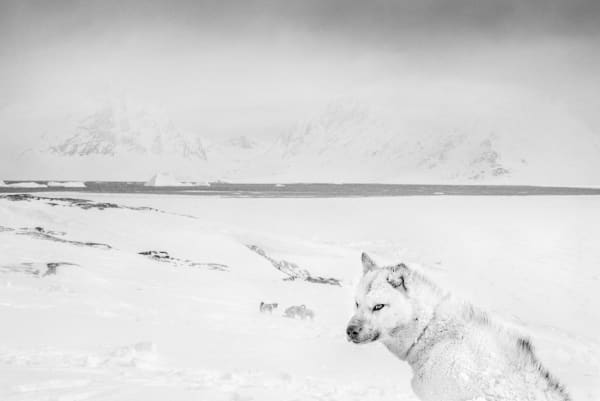 Ragnar Axelsson, Greenland Sled Dogs in a Blizzard, East Greenland, 1997