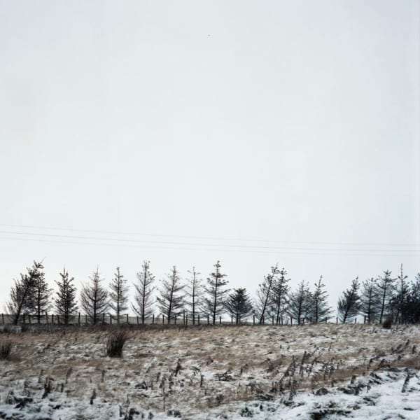 Sophie Gerrard, Salt Damaged Trees #2, 2012