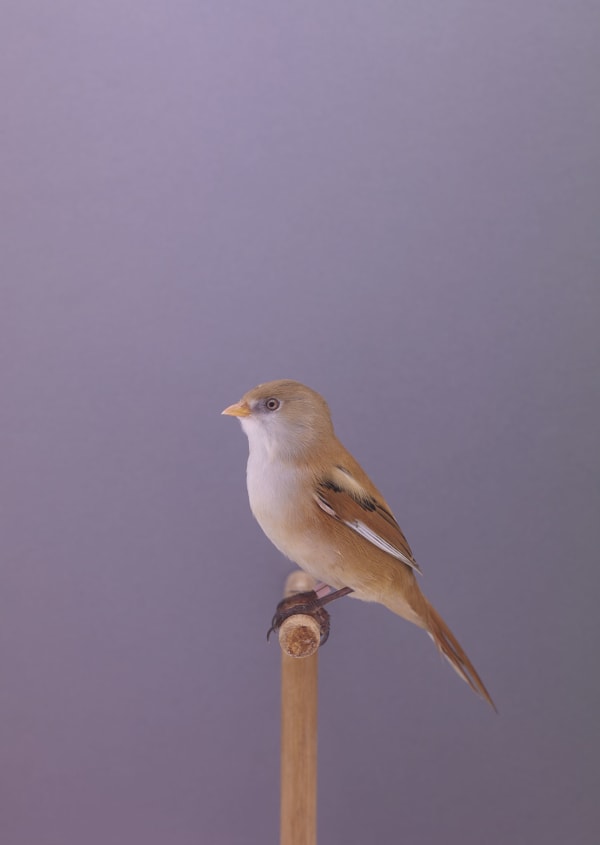 Luke Stephenson, Bearded Reedlings #2, 2015