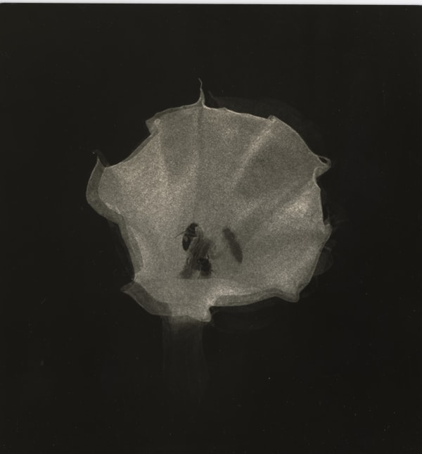 Miho Kajioka, BK0609, 2020