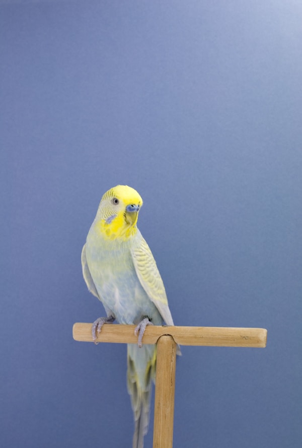 Luke Stephenson, Budgie #7, 2008