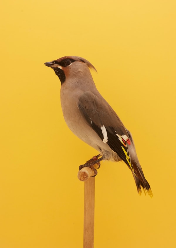 Luke Stephenson, European Waxwing #1, 2018