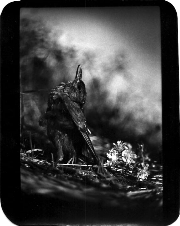 Giacomo Brunelli, Bird and Flowers, 2005-2009