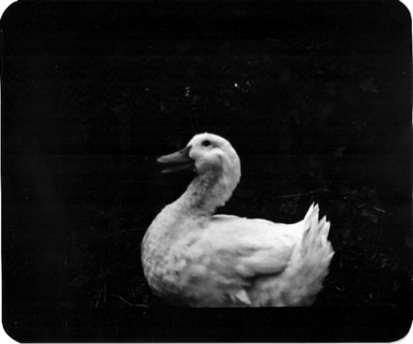 Giacomo Brunelli, Duck Surrey UK, 2005-2009