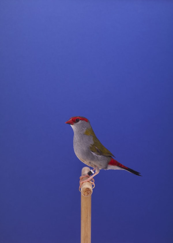 Luke Stephenson, Sydney Waxbill #1, 2015