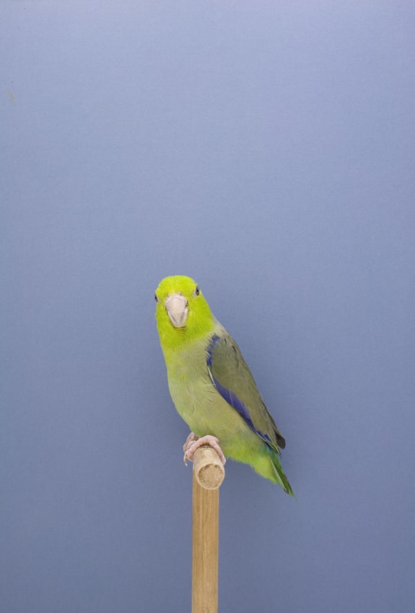 Luke Stephenson, Parakeet #2, 2009