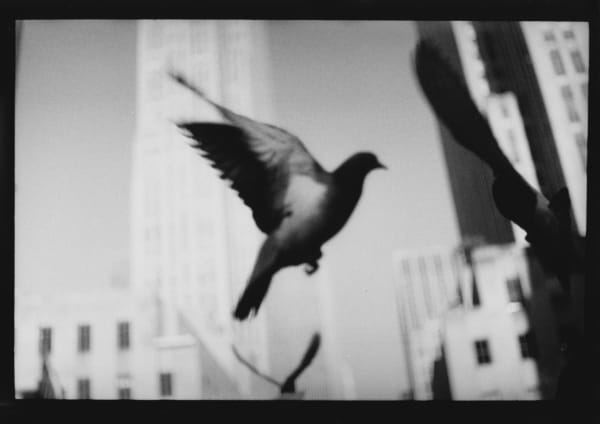 Giacomo Brunelli, Untitled (Pigeon Flying), 2018