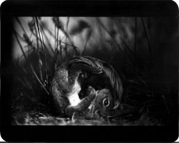 Giacomo Brunelli, Squirrel Somersault, 2005-2009