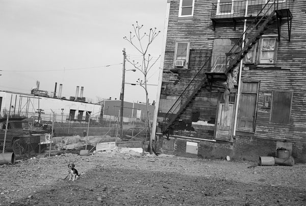 Sage Sohier, Beagle tied in vacant lot, South Boston, Massachusetts, 1983