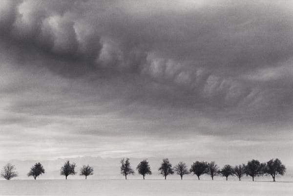Michael Kenna, Fourteen Trees, Marbach, Austria, 1999