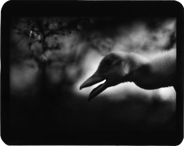 Giacomo Brunelli, Duck and Tree, 2005-2009
