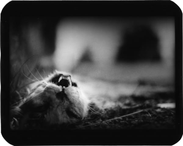 Giacomo Brunelli, Cat Dead Teeth, 2005-2009