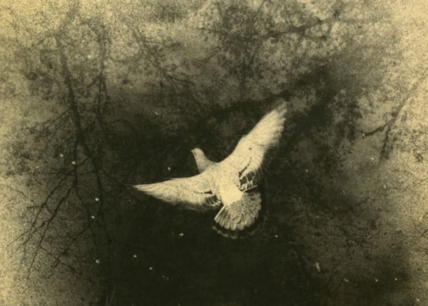 Miho Kajioka, #0028 , 2021