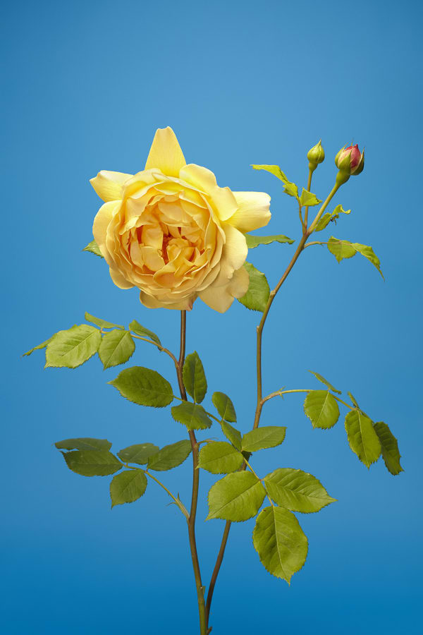 Luke Stephenson, Golden Celebration, 2018