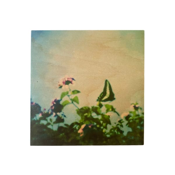 Miho Kajioka, CL0024, 2014