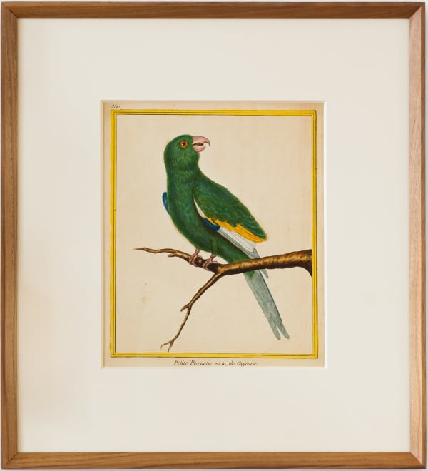 Martinet & Buffon, Little Green Parrot, Island of Cayenne, Plate 359, 1770