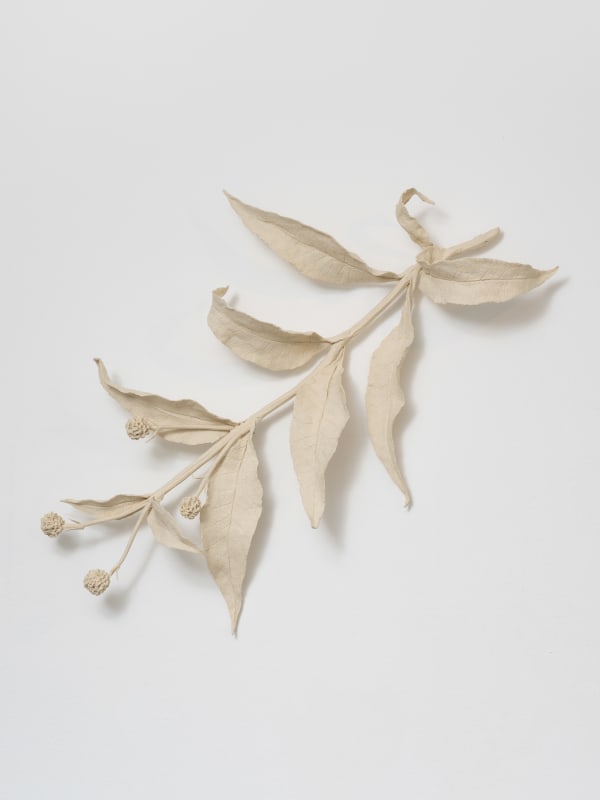 Kaori Tatebayashi, Buddleja Globosa, 2023