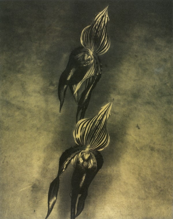 John Stewart, Shiva, Laos, 2002