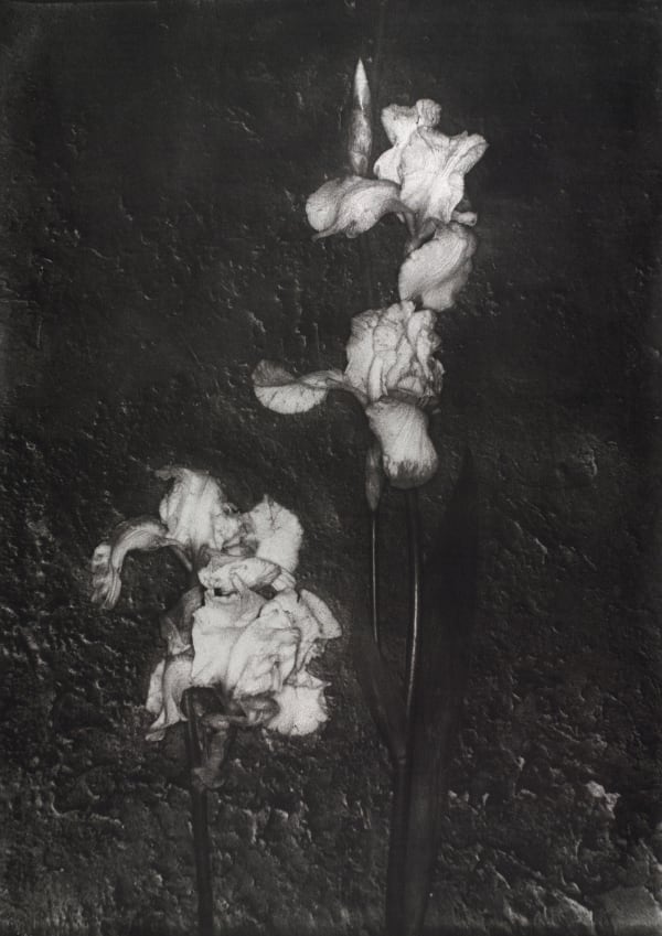 John Stewart, Black Iris A, Provence, 2005