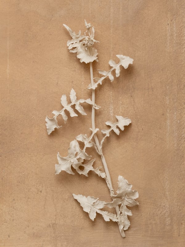 Kaori Tatebayashi, Sow Thistle, 2023
