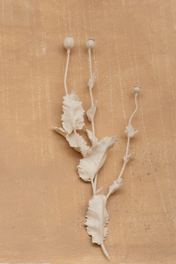 Kaori Tatebayashi, Seeding Poppy, 2023