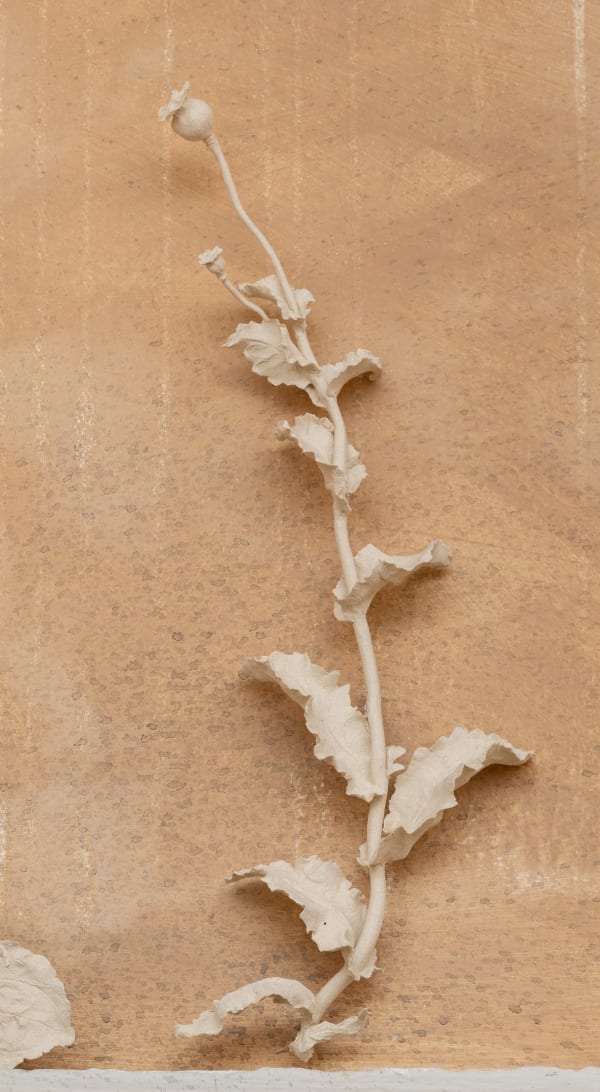 Kaori Tatebayashi, Single Seeding Poppy, 2023