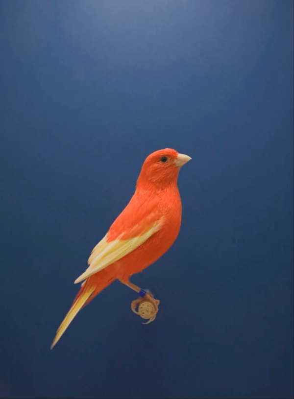 Luke Stephenson, Red Canary #2, 2009