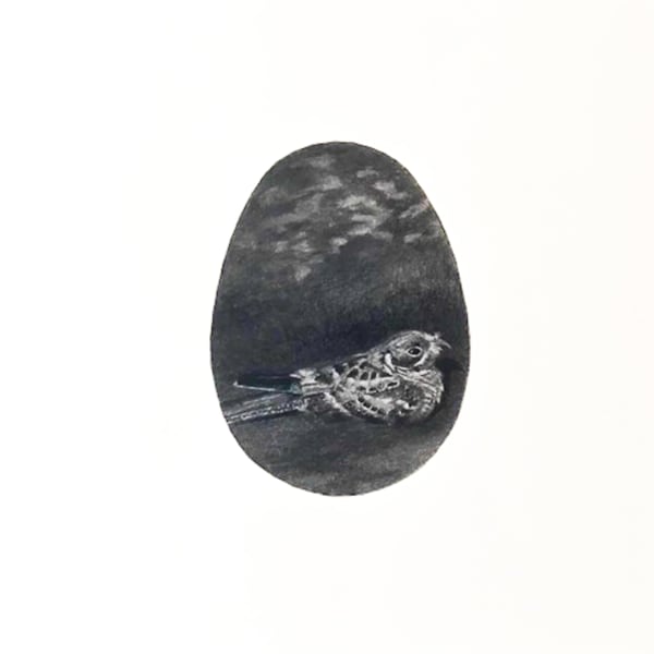 Muhanned Cader, The Southern Common Indian Nightjar, 2020