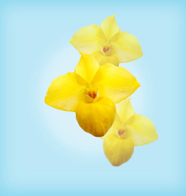 Wayne Shimabukuro, Paph Armeniacum, 2023