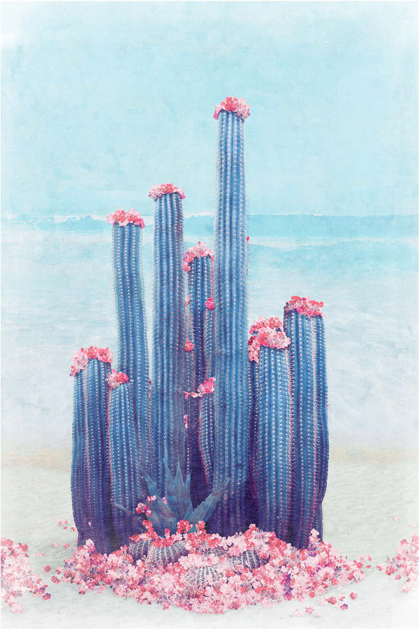 Nadia Attura - Cactus Beach