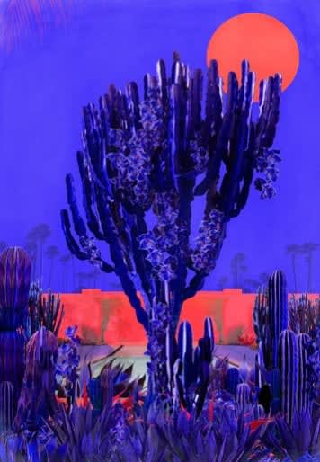 Nadia Attura, Cactus Drive