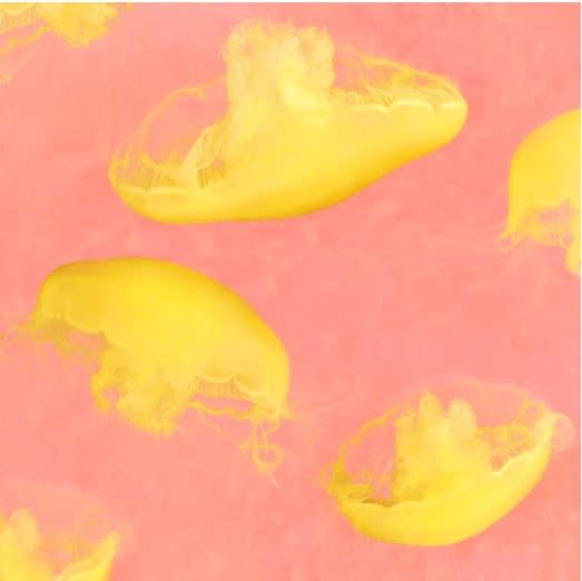 Nadia Attura, Monterey Corazon