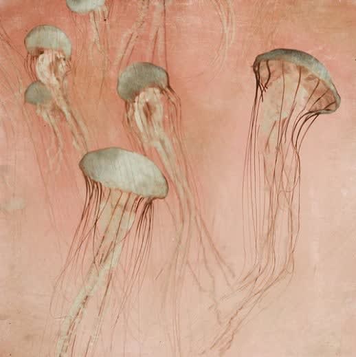 Nadia Attura, Monterey Rose