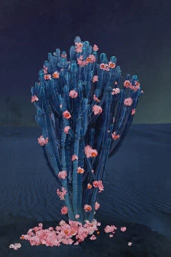 Nadia Attura, Cactus Midnight