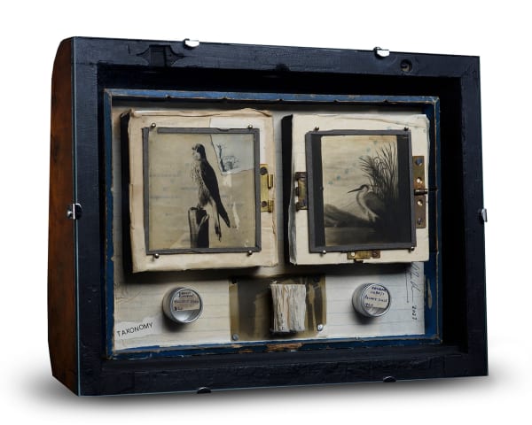 Claire Newman-Williams, Artist, Taxonomy, Collage, Collodion Photography, Essex Art Gallery, Turner Art Perspective, TAP Galleries