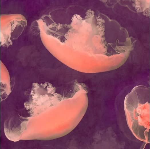 Nadia Attura, Monterey Mulberry