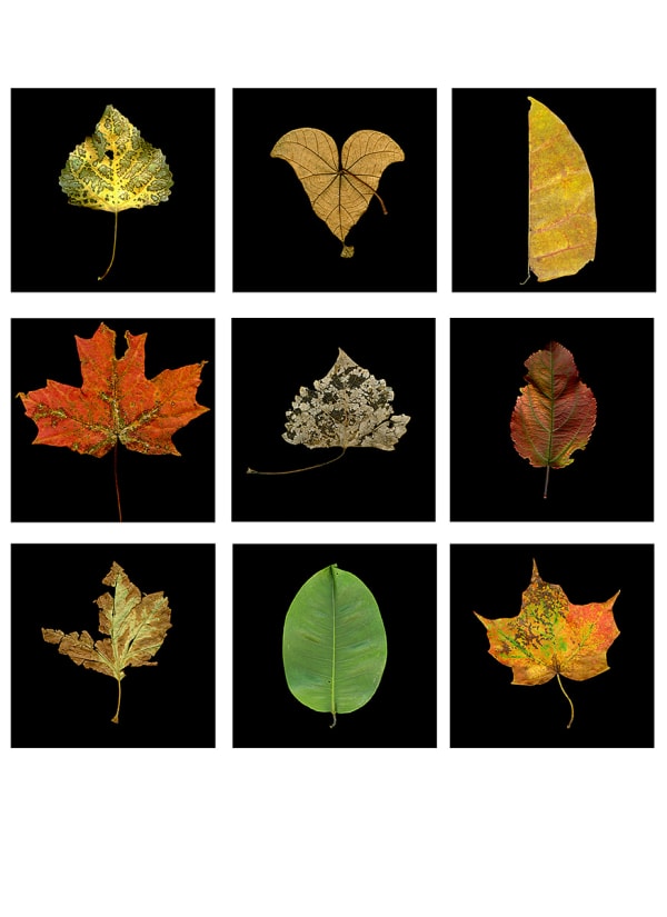 Meridel Rubenstein, Photosynthesis Leaf Grid, 2009-17