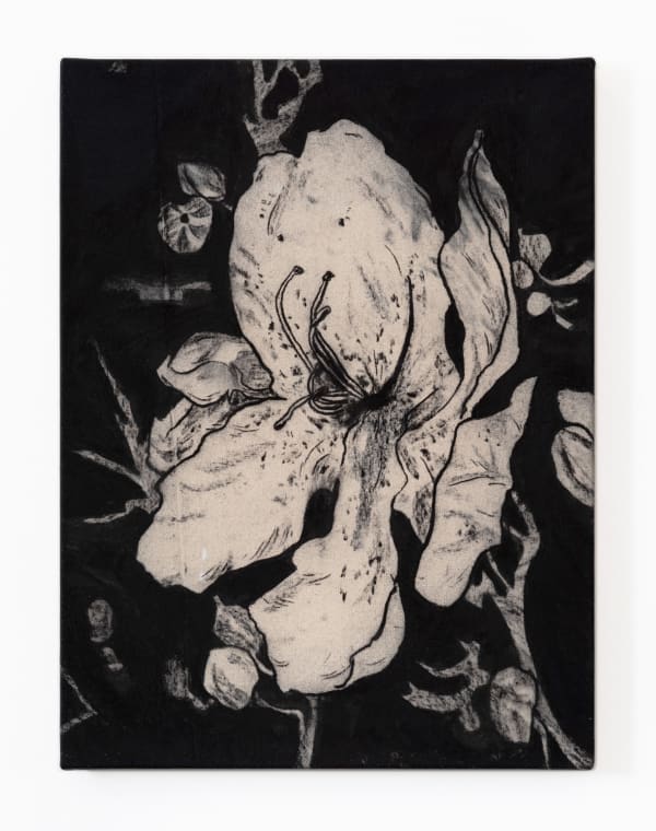 Benjamin Murphy Jarnsaxa, 2022 Charcoal on canvas, fixed 60.5 x 45.5 cm